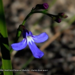 Lobelia dentata/gibbosa (Lobelia dentata or gibbosa) at South Pacific Heathland Reserve - 7 Aug 2017 by Charles Dove