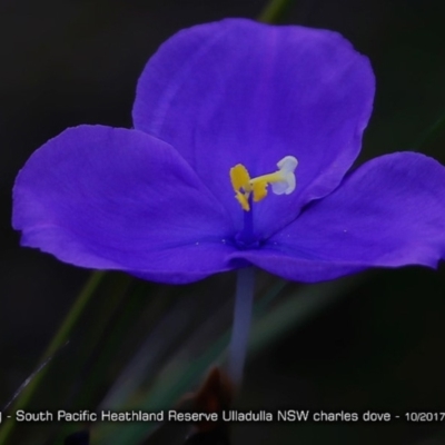 Patersonia sp. at South Pacific Heathland Reserve - 8 Aug 1917 by CharlesDove