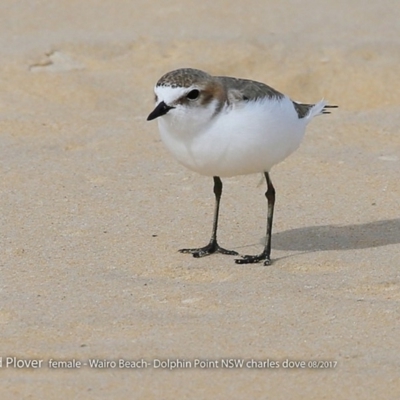 Anarhynchus ruficapillus (Red-capped Plover) at Wairo Beach and Dolphin Point - 7 Aug 2017 by Charles Dove