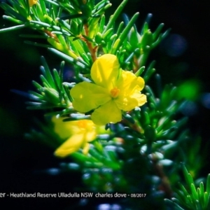 Hibbertia sp. at South Pacific Heathland Reserve - 8 Aug 2017 12:00 AM