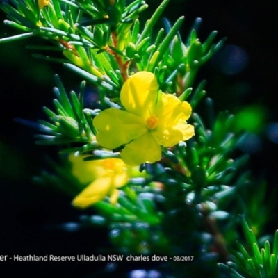 Hibbertia sp. (Guinea Flower) at South Pacific Heathland Reserve - 8 Aug 2017 by CharlesDove