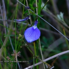 Pigea vernonii subsp. vernonii (Erect Violet) at Dolphin Point, NSW - 7 Aug 2017 by CharlesDove