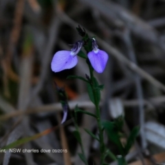 Pigea vernonii subsp. vernonii at Dolphin Point, NSW - 8 Aug 2017 12:00 AM