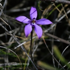 Glossodia major (Wax Lip Orchid) at Wairo Beach and Dolphin Point - 9 Aug 2017 by CharlesDove