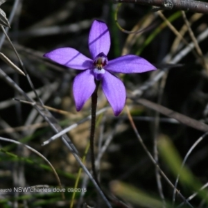 Glossodia major at Dolphin Point, NSW - suppressed