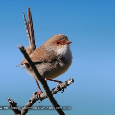 Malurus cyaneus (Superb Fairywren) at Undefined - 11 Aug 2017 by Charles Dove