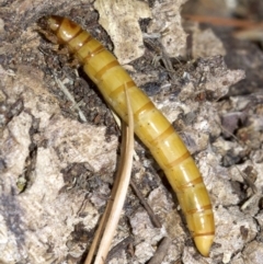 Tenebrionidae (family) at Acton, ACT - 4 Jun 2018