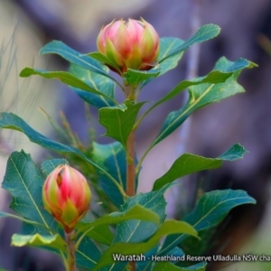 Telopea speciosissima at South Pacific Heathland Reserve - suppressed