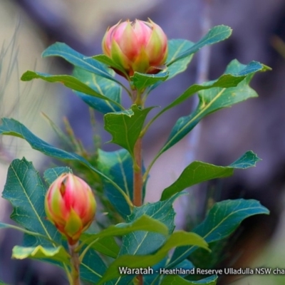 Telopea speciosissima (NSW Waratah) at South Pacific Heathland Reserve - 7 Aug 2017 by Charles Dove