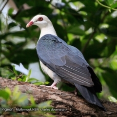 Columba leucomela (White-headed Pigeon) at Undefined - 9 Aug 2017 by Charles Dove