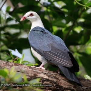 Columba leucomela at undefined - 10 Aug 2017