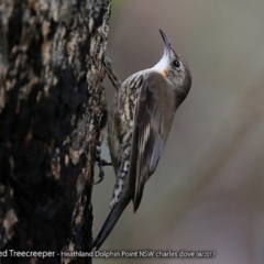 Cormobates leucophaea (White-throated Treecreeper) at Wairo Beach and Dolphin Point - 10 Aug 2017 by Charles Dove