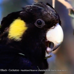 Zanda funerea (Yellow-tailed Black-Cockatoo) at South Pacific Heathland Reserve - 10 Aug 2017 by Charles Dove