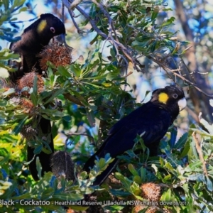 Zanda funerea at South Pacific Heathland Reserve - 10 Aug 2017 12:00 AM