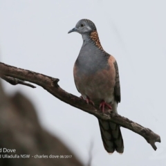 Geopelia humeralis (Bar-shouldered Dove) at Ulladulla - Warden Head Bushcare - 3 Aug 2017 by Charles Dove