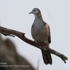 Geopelia humeralis (Bar-shouldered Dove) at Ulladulla, NSW - 4 Aug 2017 by CharlesDove