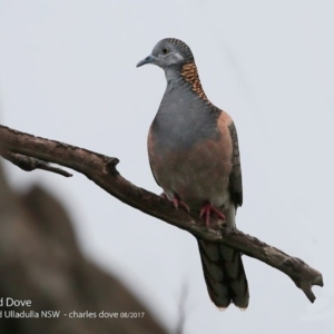 Geopelia humeralis at Ulladulla, NSW - 4 Aug 2017