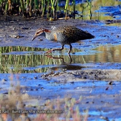 Gallirallus philippensis (Buff-banded Rail) at Undefined - 1 Aug 2017 by Charles Dove