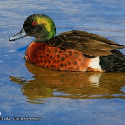 Anas castanea (Chestnut Teal) at Burrill Lake, NSW - 1 Aug 2017 by Charles Dove