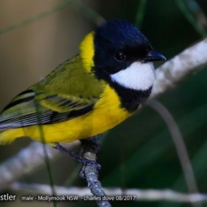 Pachycephala pectoralis at undefined - 2 Aug 2017