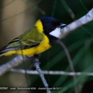 Pachycephala pectoralis at undefined - 2 Aug 2017