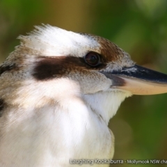Dacelo novaeguineae (Laughing Kookaburra) at Undefined - 4 Aug 2017 by Charles Dove