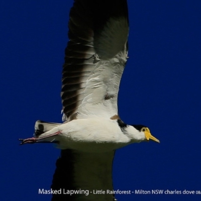 Vanellus miles (Masked Lapwing) at Milton Rainforest Walking Track - 1 Aug 2017 by CharlesDove