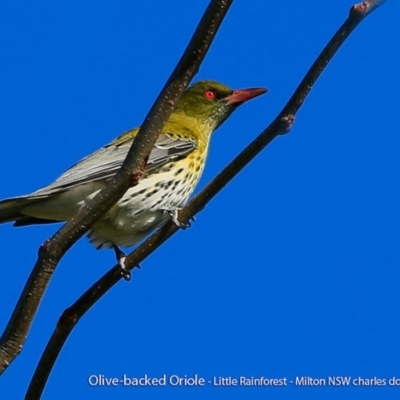 Oriolus sagittatus (Olive-backed Oriole) at Milton Rainforest Walking Track - 4 Aug 2017 by CharlesDove