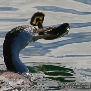 Phalacrocorax varius at Burrill Lake, NSW - 2 Aug 2017