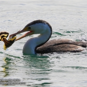 Phalacrocorax varius at Burrill Lake, NSW - 2 Aug 2017