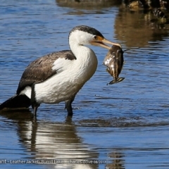 Phalacrocorax varius at Burrill Lake, NSW - 2 Aug 2017