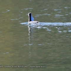 Phalacrocorax varius at Burrill Lake, NSW - 2 Aug 2017