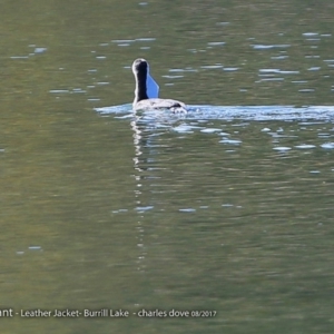 Phalacrocorax varius at Burrill Lake, NSW - 2 Aug 2017