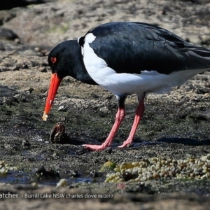 Haematopus longirostris at Dolphin Point, NSW - suppressed