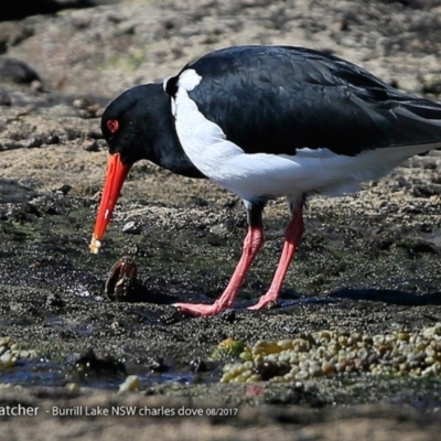 Haematopus longirostris (Australian Pied Oystercatcher) at Wairo Beach and Dolphin Point - 2 Aug 2017 by Charles Dove