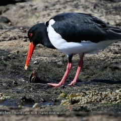 Haematopus longirostris (Australian Pied Oystercatcher) at Wairo Beach and Dolphin Point - 2 Aug 2017 by Charles Dove