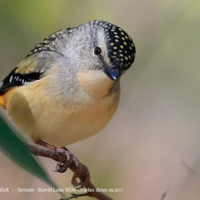 Pardalotus punctatus (Spotted Pardalote) at Meroo National Park - 4 Aug 2017 by CharlesDove