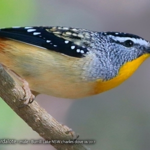 Pardalotus punctatus at Meroo National Park - 4 Aug 2017