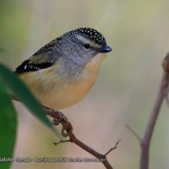 Pardalotus punctatus at Meroo National Park - 4 Aug 2017