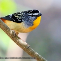 Pardalotus punctatus at Meroo National Park - 4 Aug 2017