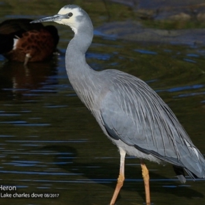 Egretta novaehollandiae at Burrill Lake, NSW - 4 Aug 2017