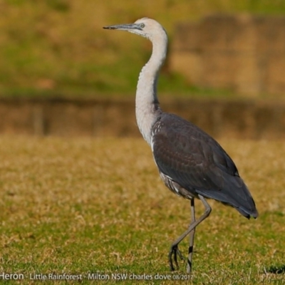 Ardea pacifica (White-necked Heron) at Milton Rainforest Walking Track - 4 Aug 2017 by CharlesDove