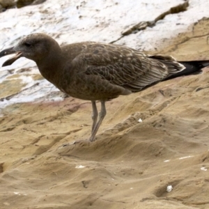 Larus pacificus at Batemans Marine Park - 2 Jun 2018 01:35 PM