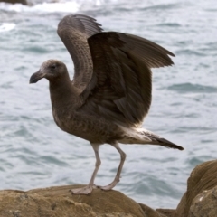 Larus pacificus at Batemans Marine Park - 2 Jun 2018 01:35 PM