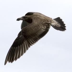 Larus pacificus at Batemans Marine Park - 2 Jun 2018