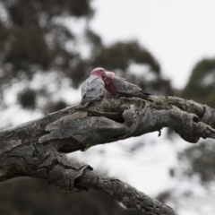 Eolophus roseicapilla (Galah) at Illilanga & Baroona - 10 Oct 2015 by Illilanga