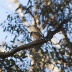 Petroica boodang (Scarlet Robin) at Michelago, NSW - 22 Aug 2011 by Illilanga