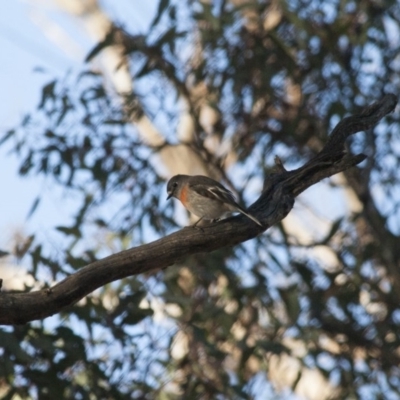 Petroica boodang (Scarlet Robin) at Illilanga & Baroona - 22 Aug 2011 by Illilanga