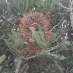 Banksia serrata (Saw Banksia) at Murramarang National Park - 13 Jun 2014 by michaelb