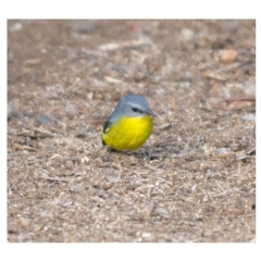 Eopsaltria australis (Eastern Yellow Robin) at Bald Hills, NSW - 3 Jun 2018 by JulesPhotographer